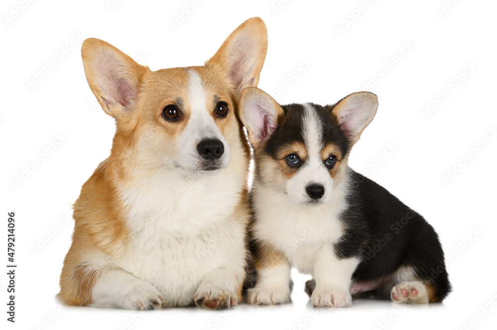 Wall mural welsh corgi pembroke dog with her puppy on white background