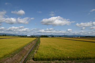 Fototapeta na wymiar 北海道の田舎で実った黄金色の稲穂と青空