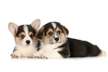 two adorable corgi puppies lying down together on white