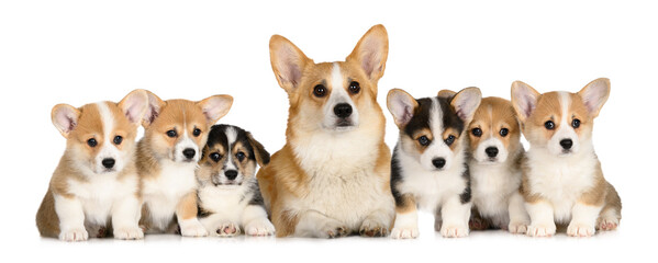 beautiful corgi dog and her six puppies posing together on white background