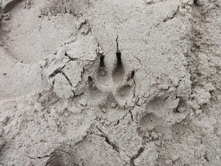 Dog Footprint in Sand