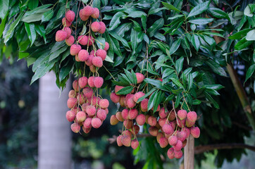 Lychee, Litchi chinensis, লিচু