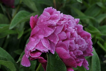 pink and purple flowers