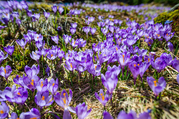 Landscape in the mountains, Valea Sambetei, Fagaras Mountains.