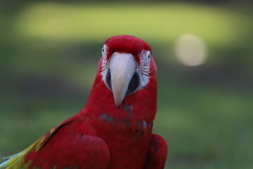 Perroquet ara rouge détails © zebeloune22