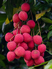 Lychee, Litchi chinensis, লিচু