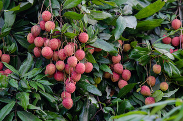 Lychee, Litchi chinensis, লিচু