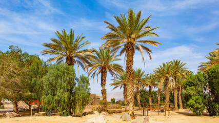 Fototapeta na wymiar Garden with pate palms
