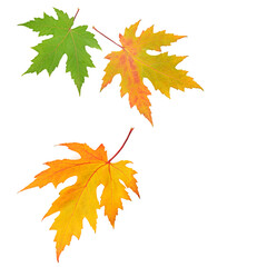 Autumn maple leaves isolated on white . Free space for text.