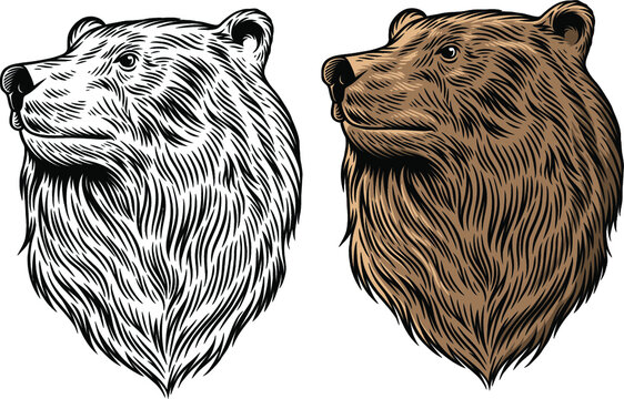 bear drawing