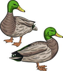 duck vector