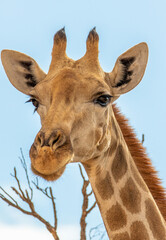 Giraffe in the Kgalagadi