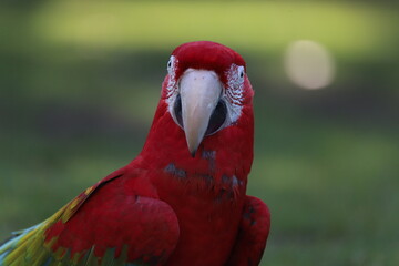 Perroquet ara rouge détails © zebeloune22