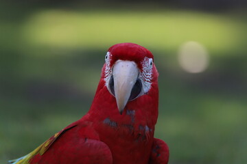 Perroquet ara rouge détails © zebeloune22