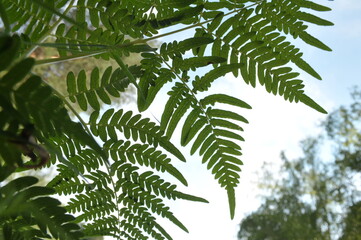 fern leaves on a branch