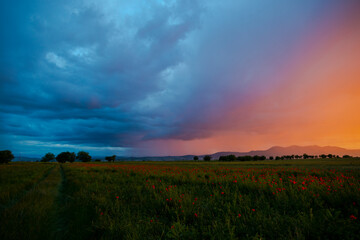 Amazing landscape at the sunset in the poppies field