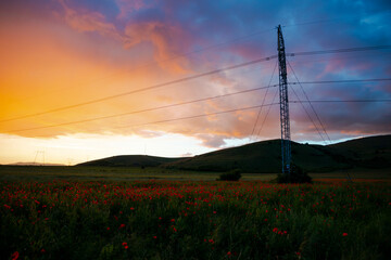 Amazing landscape at the sunset in the poppies field
