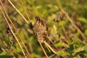 butterfly on a grass