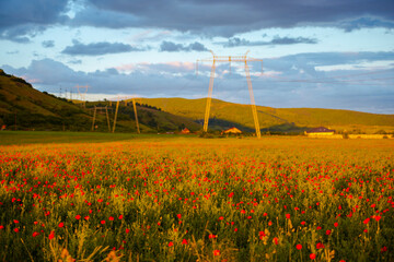 Amazing landscape at the sunset in the poppies field