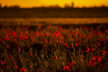 Fototapeta na wymiar Amazing landscape at the sunset in the poppies field