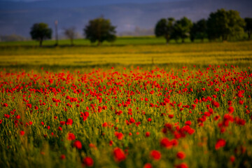 Amazing landscape at the sunset in the poppies field