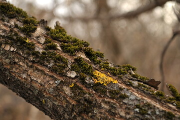 moss on tree