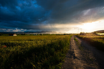 Amazing landscape at the sunset in the poppies field