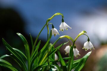 spring snowdrop flowers