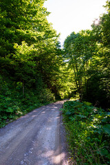 Fototapeta premium road in the forest