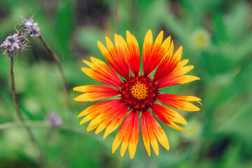 Close up Gaillardia – blanket flower – beautiful bright yellow and orange flower growing on the meadow. 