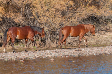 Wild Horses along the Salt River Near Phoenix Arizona