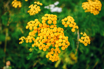 Close up beautiful yellow Tanacetum or tancies flowers, growing on the meadow