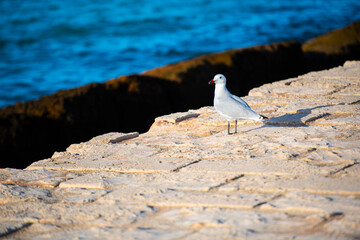 Landscape in Mallorca island, Spain