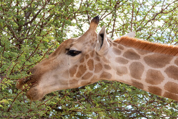 Obraz premium Giraffe in the Kgalagadi