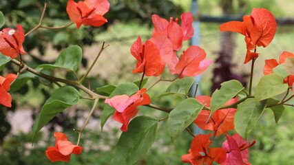 red flowers