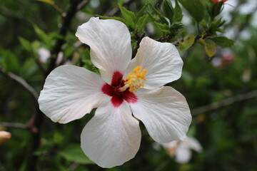 White hibiscus flower blooming in the garden, beautiful flower blossom