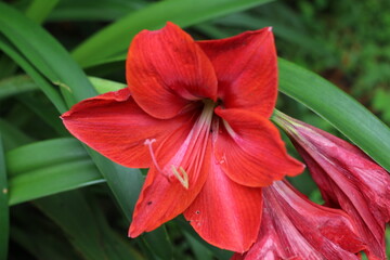 Blooming red lilies flower
