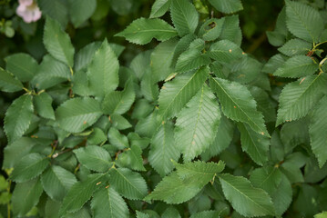 Ulmus minor tree 