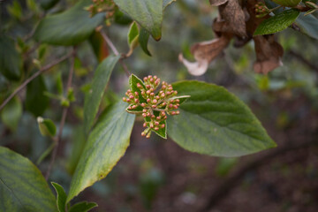 Viburnum carlesii 