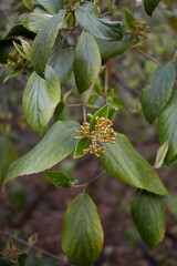 Viburnum carlesii 