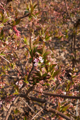 Viburnum farreri