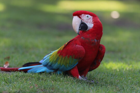 Perroquet ara rouge