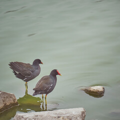 Aves Color Negro en Laguna