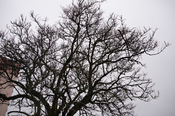 drzewo bez liści zimową porą