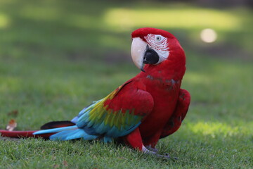 Perroquet ara rouge détails © zebeloune22