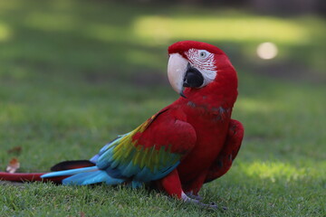Perroquet ara rouge détails © zebeloune22