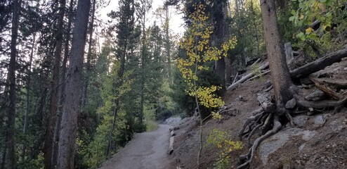 Fototapeta premium Uncle Tom's trail to Lower Yellowstone falls, Yellowstone National Park