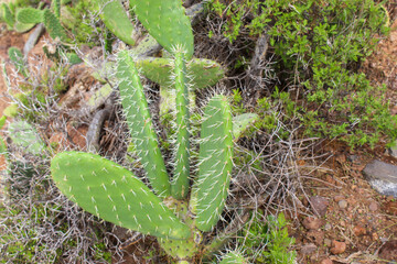 Spain traditional view with cactus. Detail view of the cardon cactus with green and torqouise colors. Tenerife, Spain. Beautiful background. Peaceful nature. Sunshune. Conceptual image.