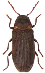 Hadrobregmus pertinax is a species of woodboring beetle from family Anobiidae. Isolated on a white...