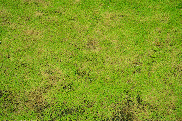 Green and yellow grass texture Brown patch is caused by the destruction of fungus Rhizoctonia Solani grass leaf change from green to dead brown in a circle lawn texture background dead dry grass.